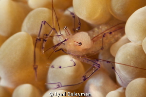 Commensal shrimp
Canon 60D, 100 mm macro lens, +10 SubSee by Iyad Suleyman 